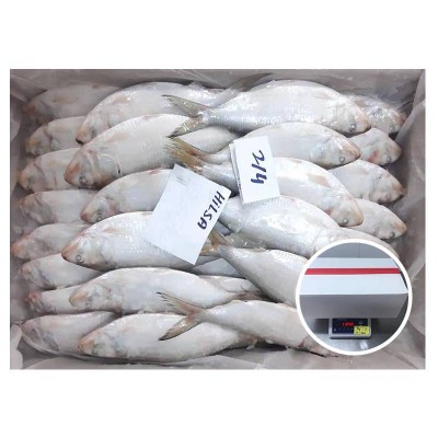 Wholesale Fresh Seafood Frozen Hilsa Fish Oman 4/6